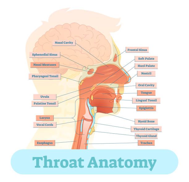 throat 