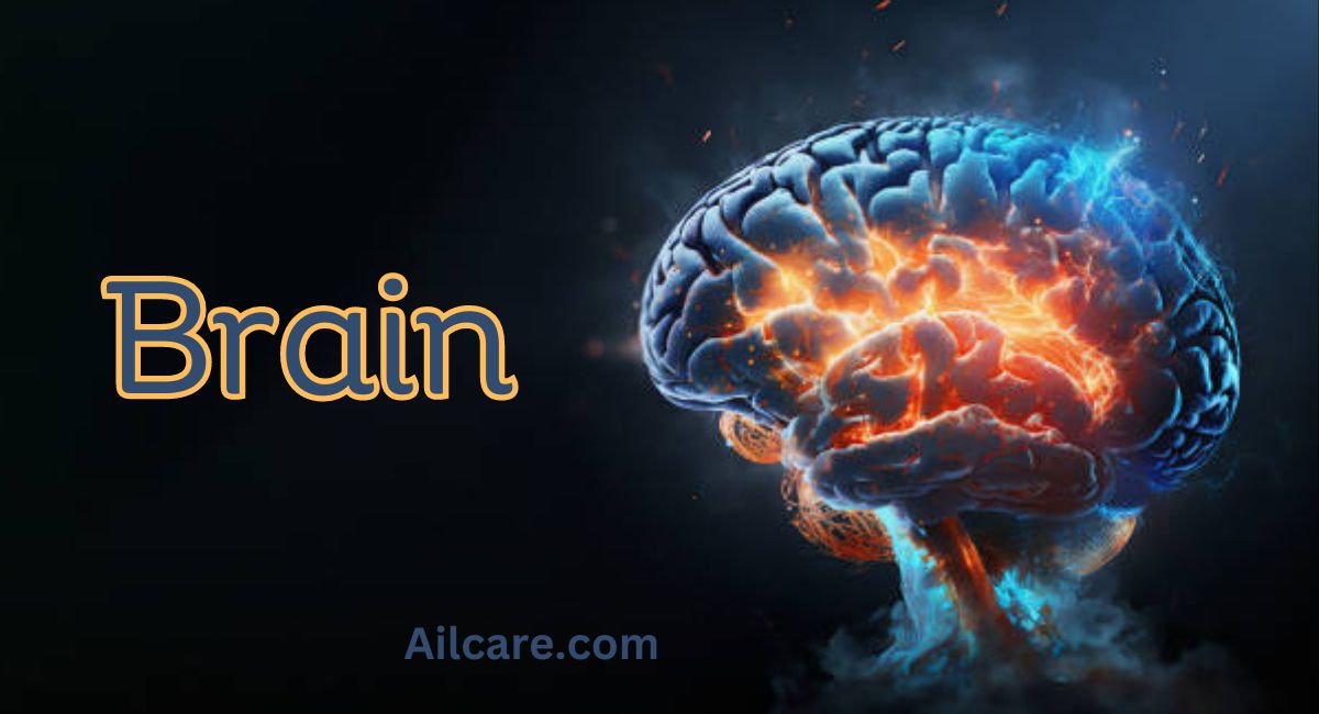 Brain