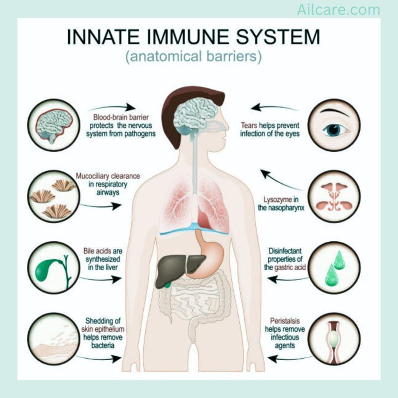 Immune System of human body