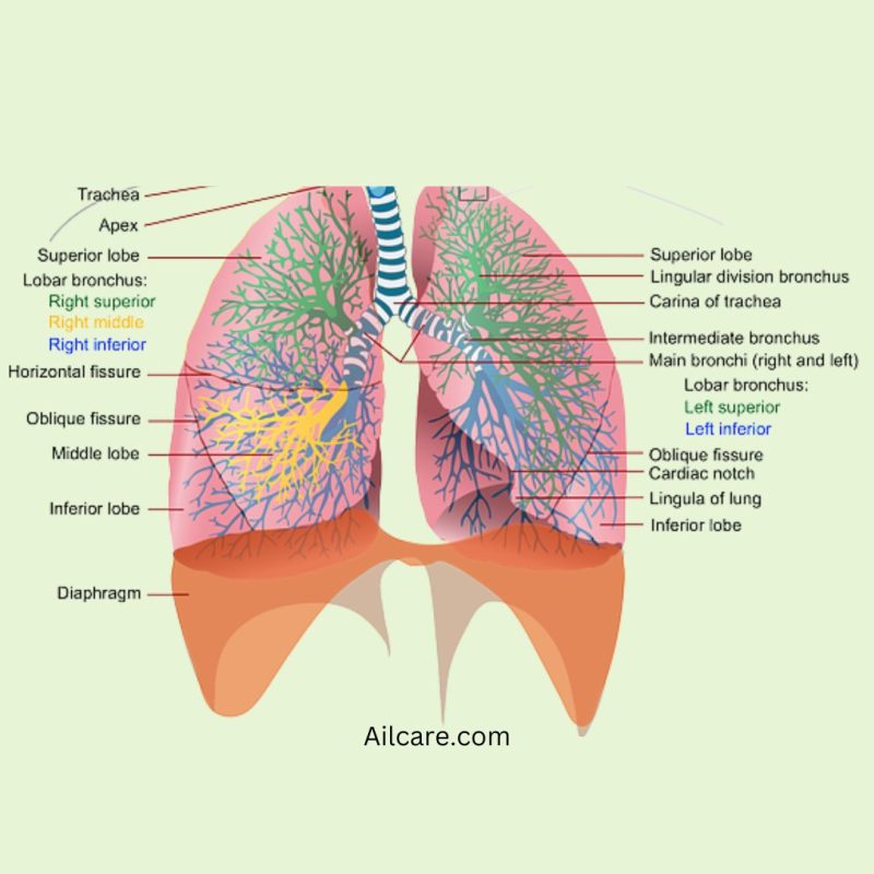 Lungs anatomy 
