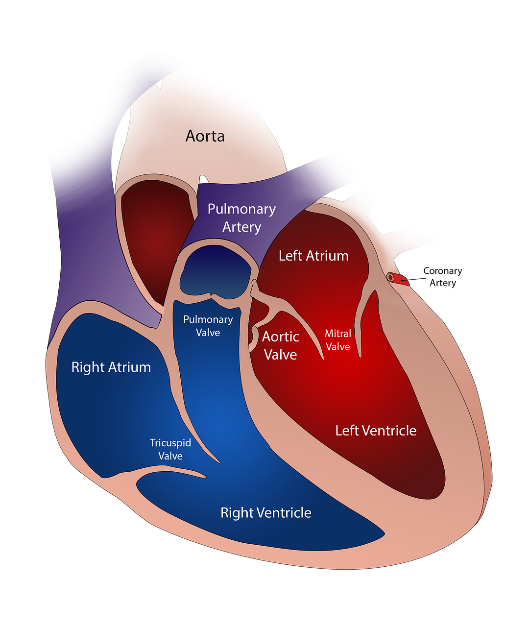 heart