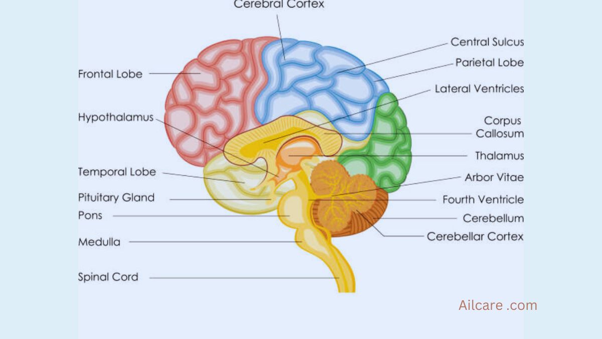 How does Remarkable Memory display in  brain
