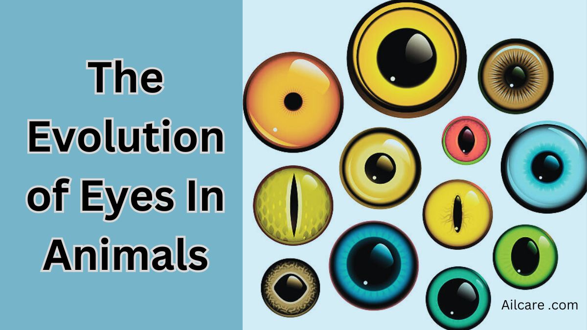 The Evolution of Eyes