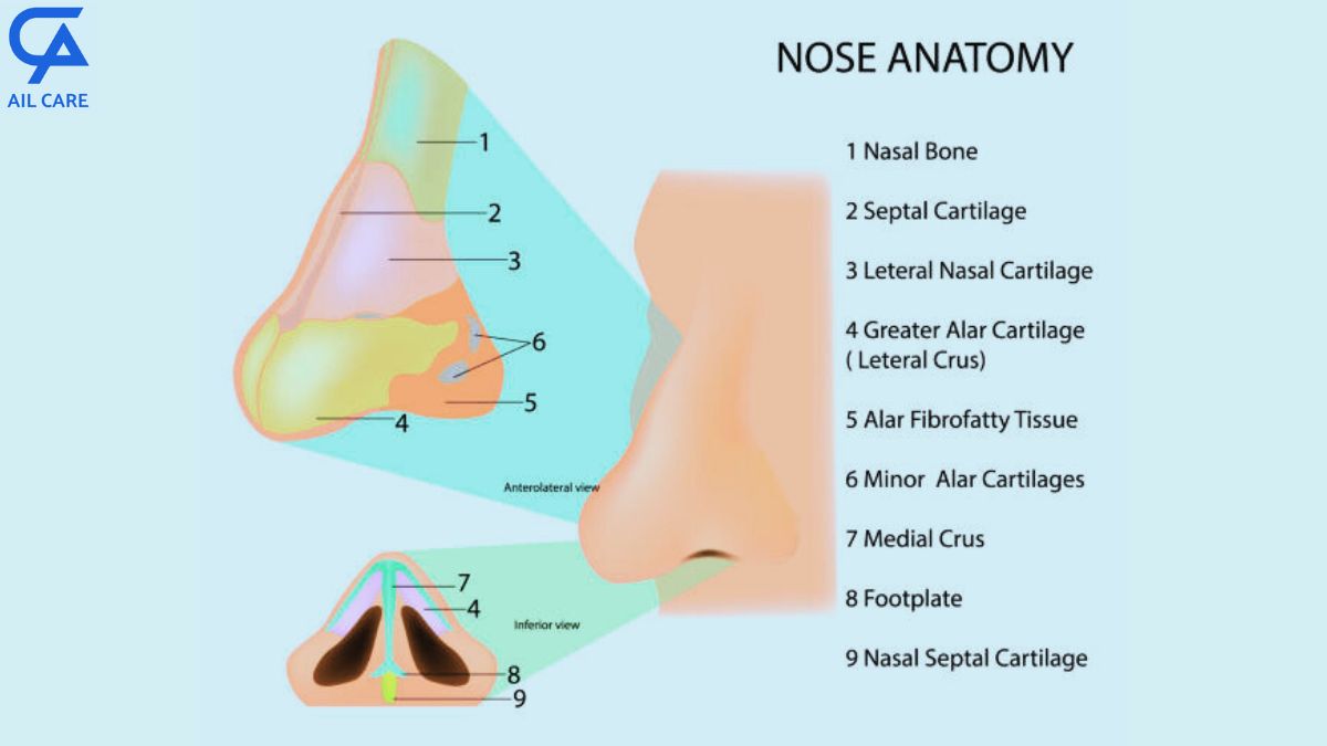 What Is Nature's Nose job